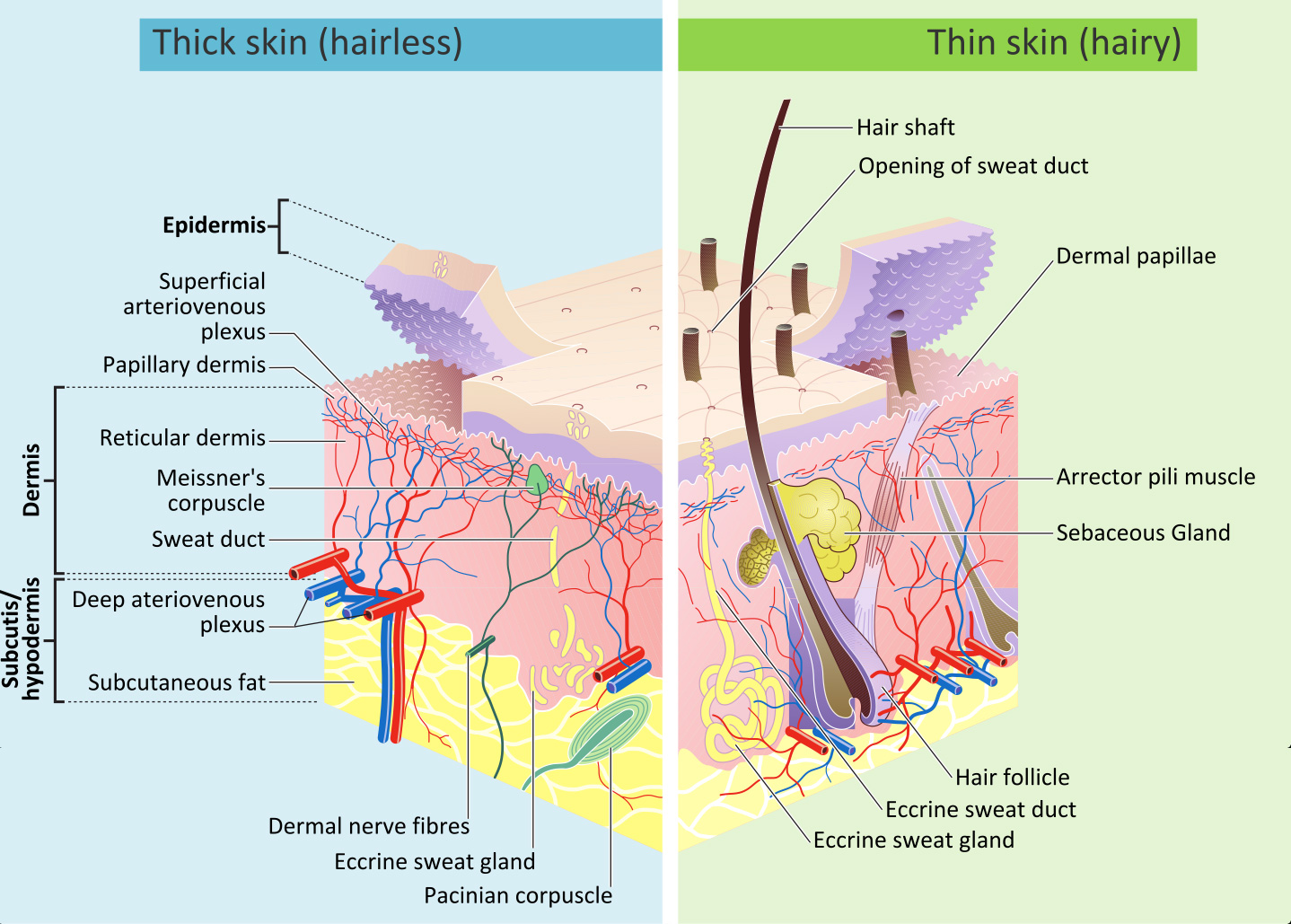 strata skin sciences strata skin sciences